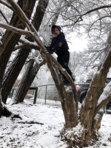 Kids get to climb trees on the MHCNS&K playground